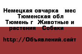 Немецкая овчарка 7 мес. - Тюменская обл., Тюмень г. Животные и растения » Собаки   